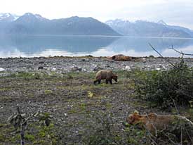 Two brown bears in the vicintity of the whale carcass now fully exposed just right of center at low tide