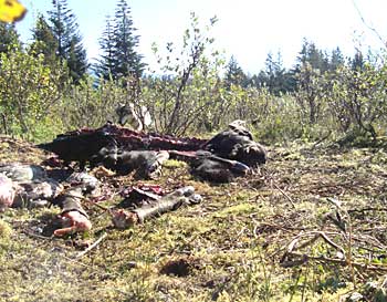 A wolf approaches a moose carcass as a raven feeds