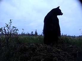 After discovering a moose gut pile left by hunters this black bear fed and then buried the remains