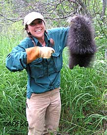 Wildlife biologist Jessy Coltrane with one of her subjects Coltrane is demonstrating the tail grasp method for picking up a porcupine