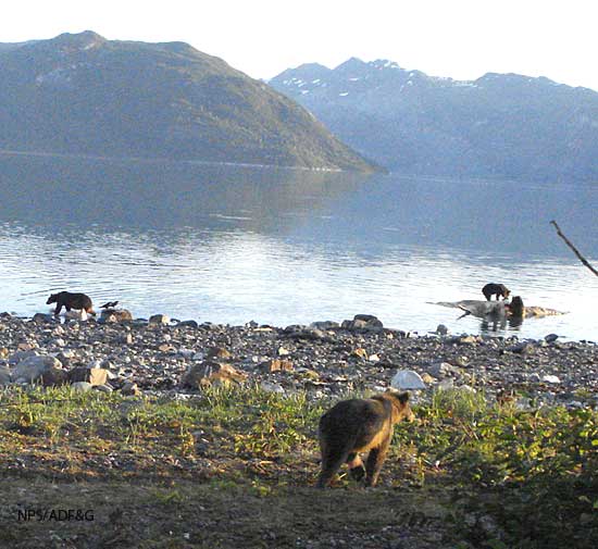 Four brown bears  two are on the whale carcass which is being inundated by the rising tide