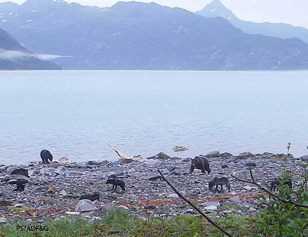 A larger version of the bears and wolves image