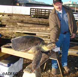 Dennis Diamond with the green sea turtle he found in Bond Bay near Ketchikan