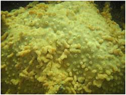 Didemnum vexillum encasing a rock in Whiting Harbor Sitka ADFampG photo