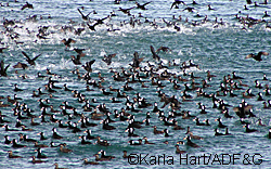 Scoters in Berners Bay