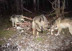 A trail camera photo of a pack of wolves at a moose carcass near Gustavus in Southeast Alaska Researchers are learning about scavengers using the remote motiontriggered cameras
