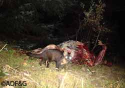 A marten at a bear carcass