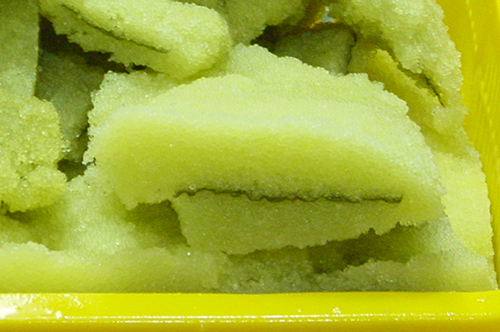 Yellowtan herring eggs coat a blade of kelp Photo by Bo Meredith