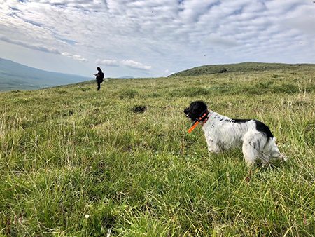 Dog on point with a volunteer recording data Unit 13 July 2021 Photo Steve Ellis volunteer