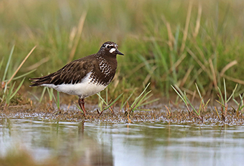 Black Turnstone Photo by Tim Bowman