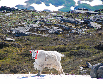Mountain goats migrate seasonally by ascending and descending in vertical elevation Some in northern Southeast Alaska winter at or near sea level and summer in the alpine at 4000footplus elevation Photo by Kevin White