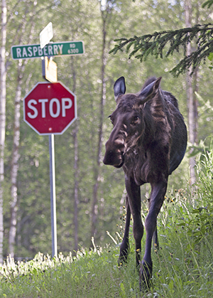 Anchorage is home to moose as well as people and coexisting with moose can take extra care in the spring