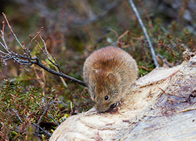 A red backed vole Voles are important prey for marten These small rodents known as microtines are in the same group as lemmings and muskrats and are closely related to mice Photo by Jim Dau
