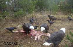 A trail camera image of eagles and ravens scavenging