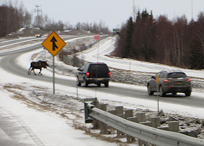 Moose cross the highway in Anchorage Photo by Mike Taras