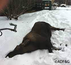 One of the victims of chokecherry poisoning