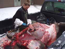 A necropsy on one of the young moose poisoned by ornamental chokecherry branches