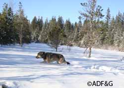 This tagged female wolf was captured in late fall 2010 by ADFampG researchers and weighed 70 pounds counting the twopound GPS collar