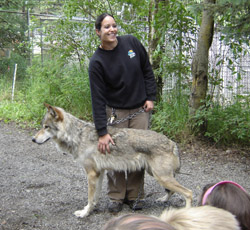 A fullgrown wolf provided as a pup to the Alaska Zoo by ADFampG with handler Stephanie Hartman The zoo reports their captive wolves weigh between 95 and 120 pounds depending on gender and when they last ate