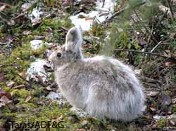 A snowshoe hare transitioning between summer and winter coats Numbers of hares determines numbers of coyotes and golden eagles which also prey on Dall sheep lambs Mike Taras photo