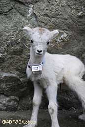 A radio collared Dall sheep lamb Tom Lohuis photo