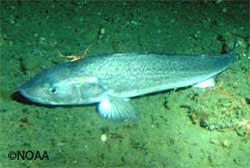 An adult black cod or sablefish photographed from a NOAA submersible A new study looks at how far sablefish tagged in Prince William Sound travel NOAA photo