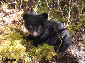 A bear cub on Prince of Wales Island This cubs forebears may have inhabited the island for 50000 years Bones from more than two dozen black bears dating from 4000 to 50000 years have been found in caves on POW Ray Slayton photo