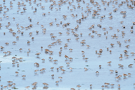 Dunlin and sandpiper flock at base of spit on last day