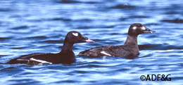 White winged scoters