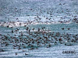 Scoter flock