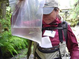 Biologist Megan McPhee identifies salmon fry live trapped in Fish Creek on Douglas Island during the 2010 BioBlitz