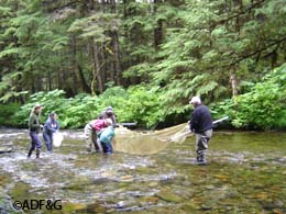 Seining in Fish Creek during the first Southeast Alaska BioBlitz in 2010 The Auke Bay area will be the focus of Southeast BioBlitz 2011