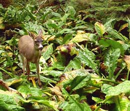 A Sitka blacktailed deer in a patch of skunk cabbage on Rivellagigedo Island This is one of a series of 15 images captured in the summer of 2010 by a remote motiontriggered trail camera
