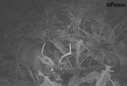 A nice buck photographed in late summer At night this Bushnell camera uses an array of infrared LEDs to capture images in black and white