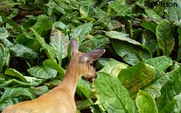 A doe surveys the cabbage patch