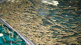 Rainbow trout fry just after arrival at the new WJHSFH