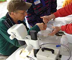 Identifying terrestrial invertebrates collected during the Saturday afternoon survey