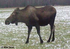 Hunting calf moose calves emulates natural mortality more closely than bullonly hunts Because fewer calves survive through winter than any other age category a higher percentage of calves that are harvested by hunters would die over the winter anyway