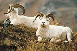 ADFampG is asking sheep hunters and photographers to donate a variety of Dall sheep photos taken in Alaska for an upcoming publication about how best to determine a legal sheep