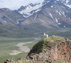 A Dall sheep in Denali