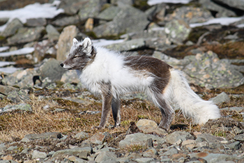 A shedding arctic fox photographed midmolt by Arin Underwood in Svalbard Norway on June 9 2018 By July this fox will have the summer coat