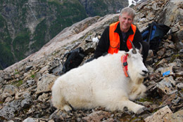 Wildlife biologist Phil Mooney with a mountain goat collared in Septmeber 2010 The GPS collars have provided a wealth of information on goats home ranges and seasonal movements
