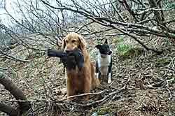 Dogs are welcome companions for bird hunters but it39s possible to hunt many birds without the help of a dog to point or retrieve birds