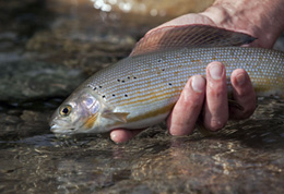 Ancient elegant and innocently gullible the little fish with the big dorsal fins promise admission to a world of clean wild waters and unspoiled vistas