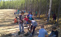 Last spring Knik Elementary students in Wasilla planted over 100 trees to bring out the edge forest habitat zone near their new natural outdoor learning area Photo by Catherine Inman