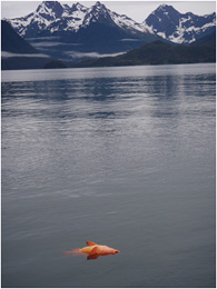 Fish with inflated swim bladders often cannot submerge back to depth after being released which leads to high release mortality A simple method of returning fish to the bottom vastly increases survival of released fish