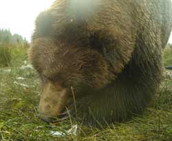 A brown bear on the Gustavus Forelands Note the front claws which are significantly longer than those of a black bear
