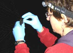 Wildlife biologist Karen Blejwas disentangels a bat from the mist net The bat in the Table of Contents photo has a small transmitter glued to her back