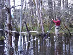 Blejwas sets a mist net above the shallow water of a cove on Fish Creek pond