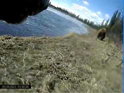 Boar 6041 follows another bear along the shore of a Southcentral Alaska lake